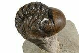 Bargain Austerops & Morocops Trilobite Fossils - 2 to 3" - Photo 10